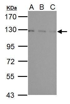 USP15 antibody