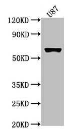 USP17L1 antibody