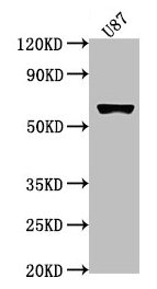 USP17L1 Antibody
