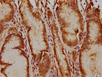 USP17L5 antibody