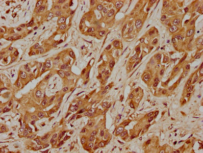 USP17L5 antibody