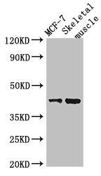 USP18 Antibody