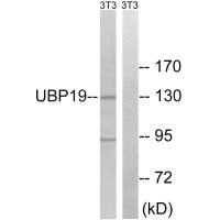 USP19 antibody
