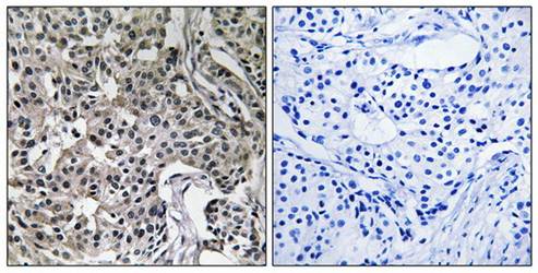 USP19 antibody