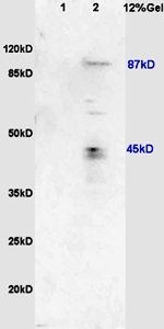 USP1 antibody