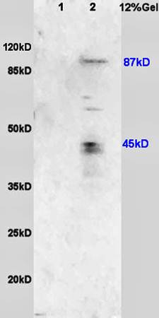 USP1 antibody