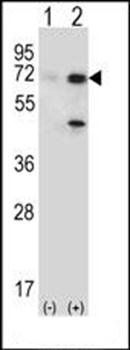 USP2 antibody