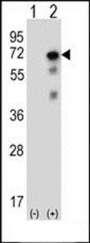 USP2 antibody