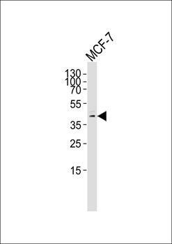 USP2 antibody