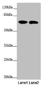 USP2 antibody