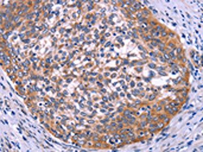 USP2 Antibody