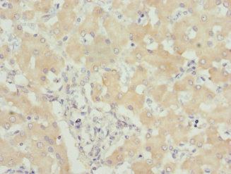 USP26 Antibody