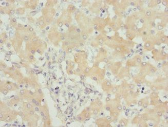 USP26 antibody