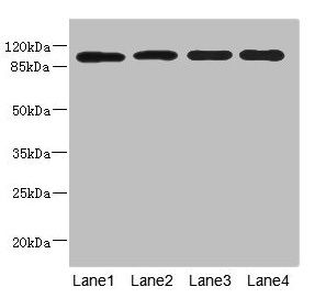 USP26 antibody