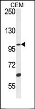 USP29 antibody