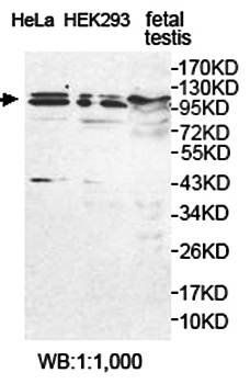 USP29 antibody