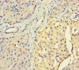 USP3 Antibody