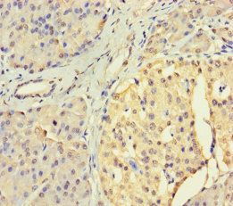 USP3 antibody