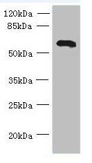 USP30 antibody