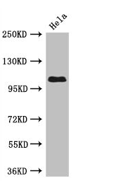 USP33 antibody