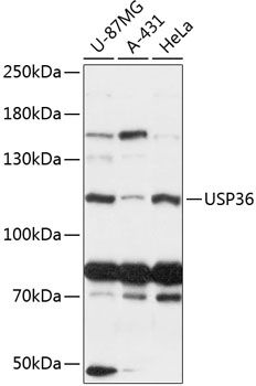USP36 antibody