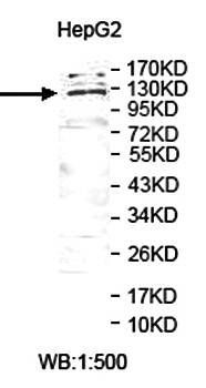 USP38 antibody