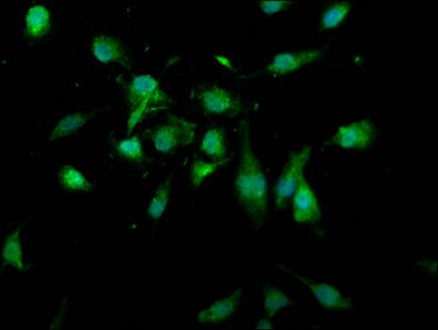 USP4 Antibody