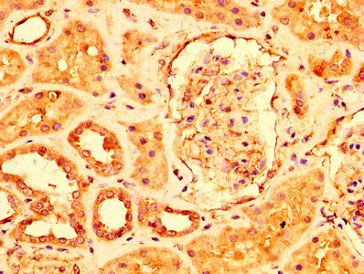 USP4 Antibody