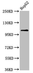 USP4 antibody