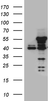 USP40 Antibody