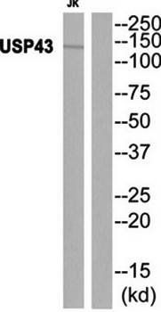 USP43 Antibody