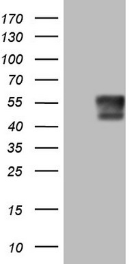 USP44 Antibody