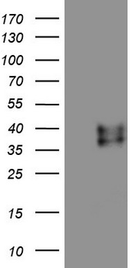 USP44 Antibody