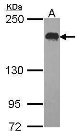ubiquitin specific peptidase 47 Antibody