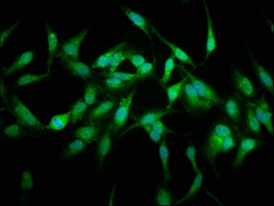 USP48 Antibody