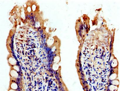 USP48 antibody