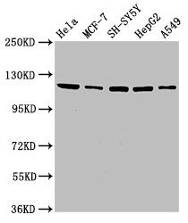 USP48 antibody