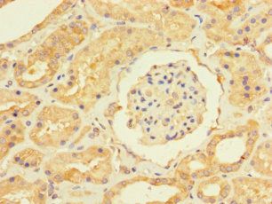 USP5 Antibody