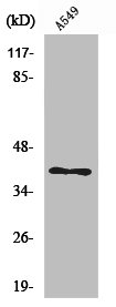 USP50 Antibody