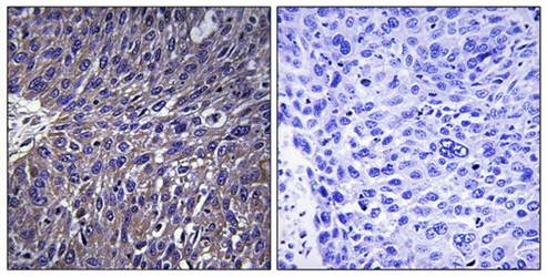 USP50 Antibody