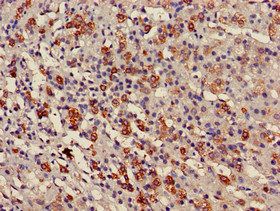 USP6NL Antibody