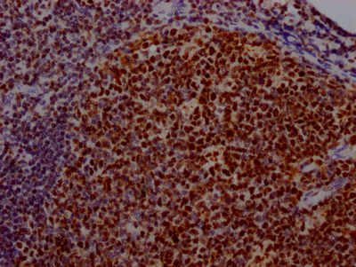 USP7 Recombinant Monoclonal Antibody