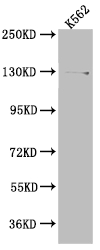 USP7 Recombinant Monoclonal Antibody