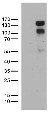 USP9X Antibody