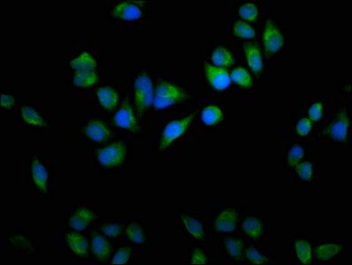 USP9X Antibody
