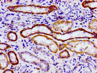 USP9X Antibody