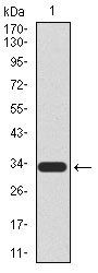UTF1 Antibody