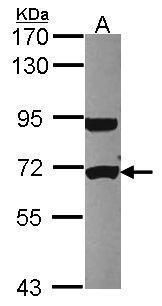 UTP6 small subunit processome component Antibody