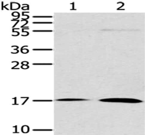 UTS2B antibody