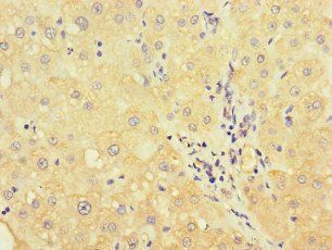 UVRAG Antibody